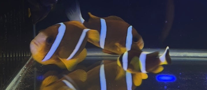 Trio GBR Clown Fish