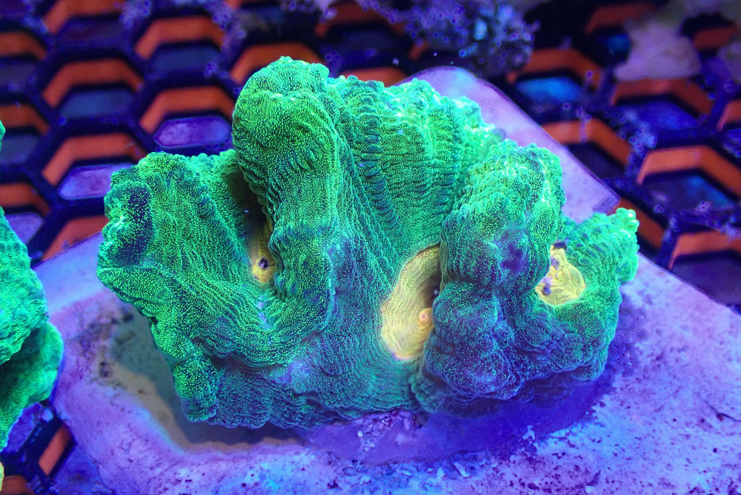 Space Invader Pectinia Frag Large