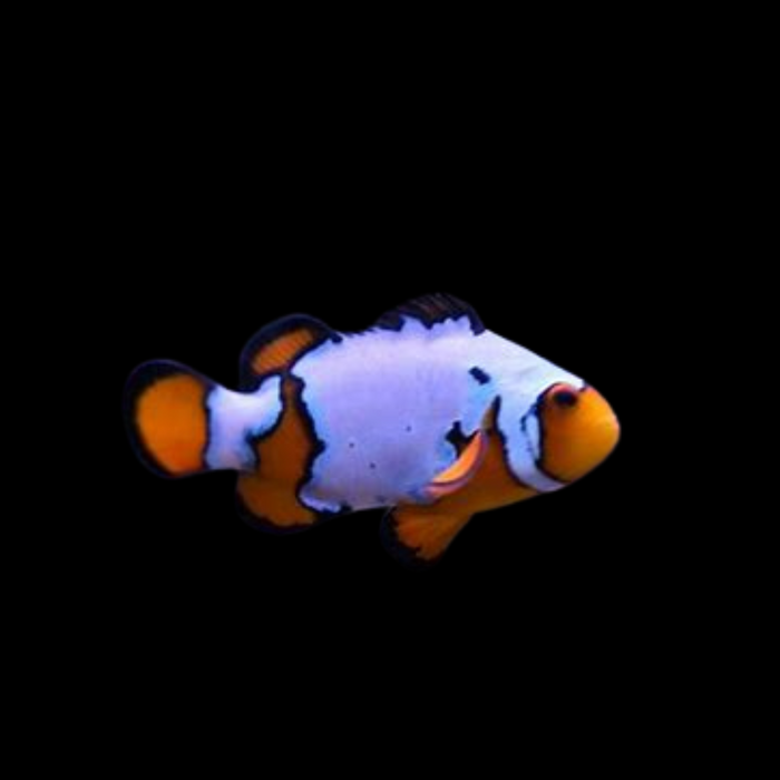 Orange Snowflake Clownfish single
