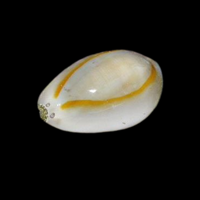 Gold Ring Cowrie Snail