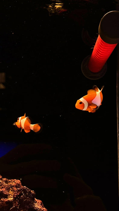 Wild Ocellaris Clownfish Pair