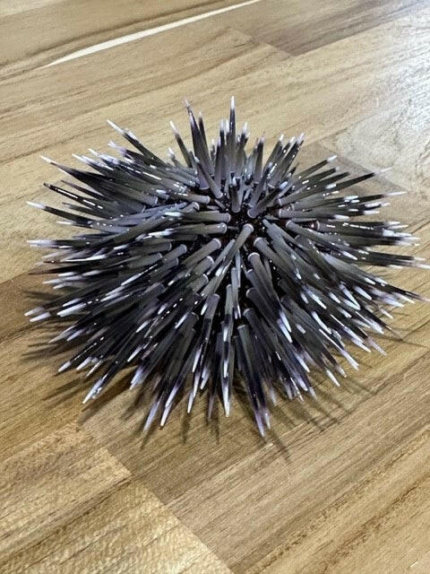Sea Urchin (spiny urchin)