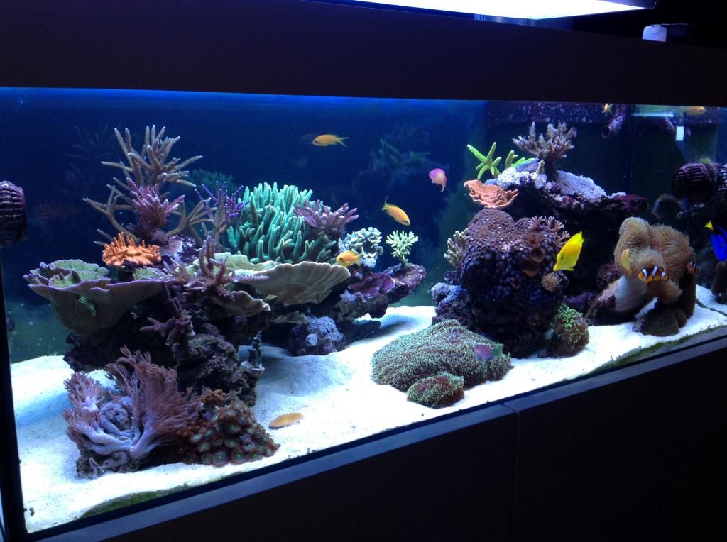 Reef Tank Cladding Your step-by-step guide to building a thriving Reef Tank