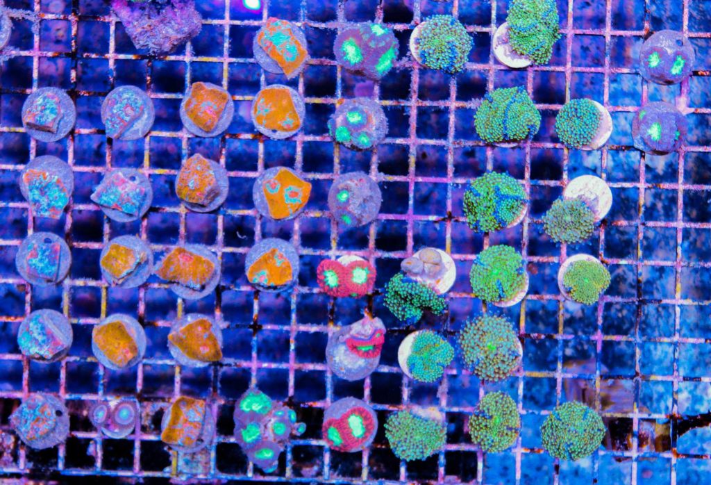 The Ultimate Guide to Coral Fragging: How to Frag and Mount Corals Saf