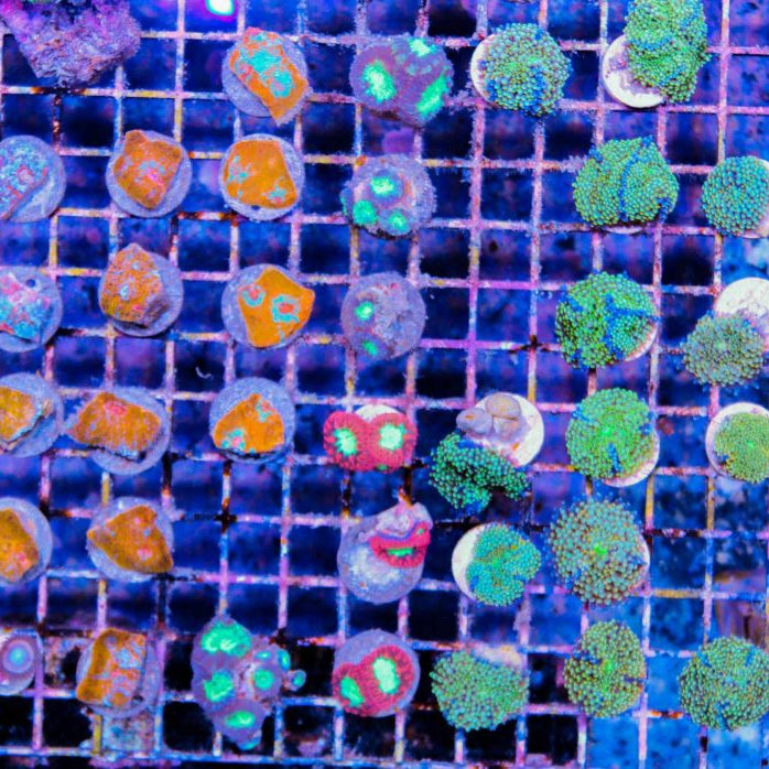 The Ultimate Guide to Coral Fragging: How to Frag and Mount Corals Safely and Effectively