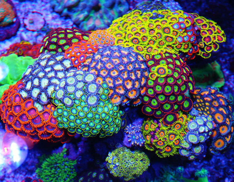 Top 5 Easy Corals for Beginner Reef Tanks: Best Corals for New Reefers