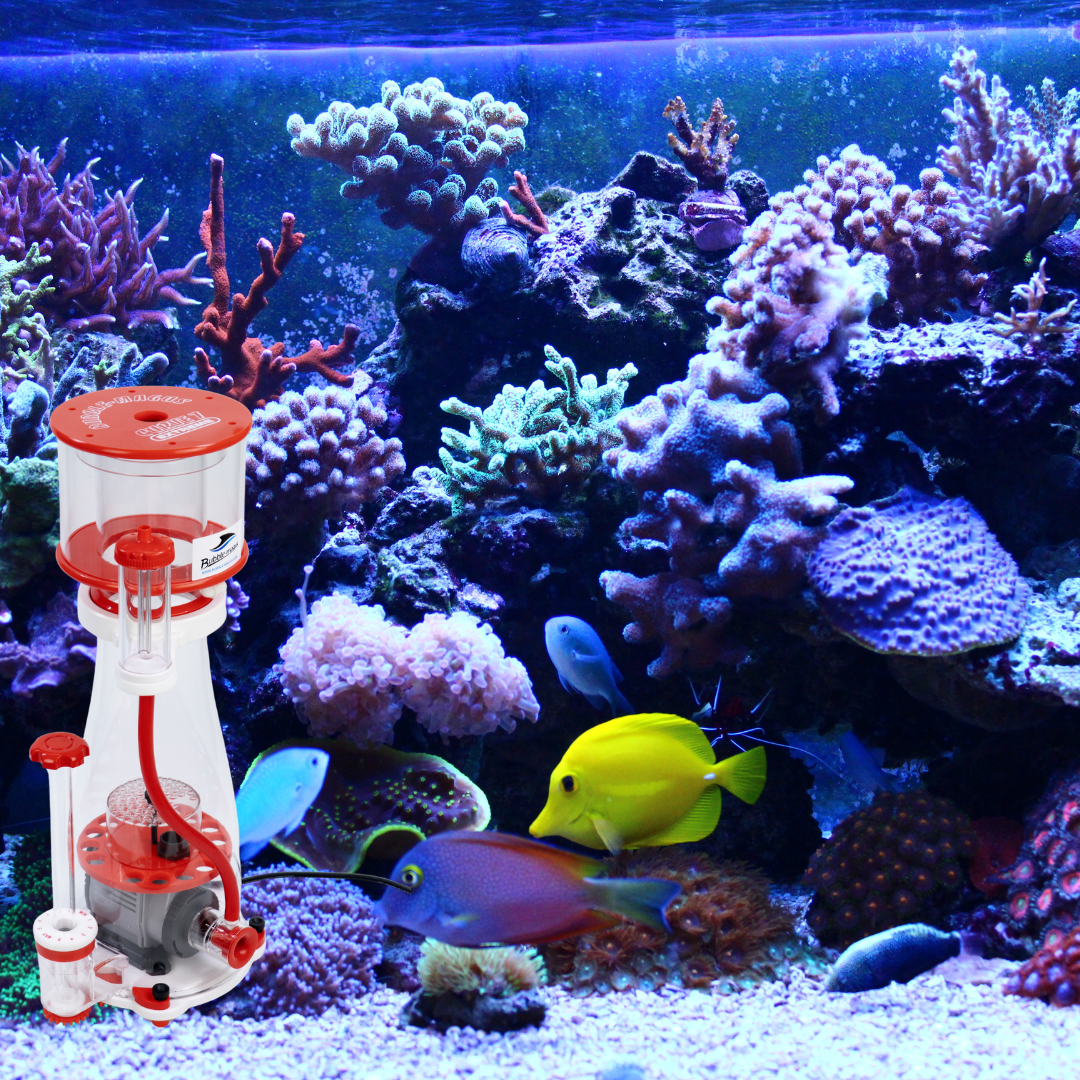 How to Maintain Water Quality in a Reef Tank: Best Practices for Salinity, Alkalinity, and Nutrient Control