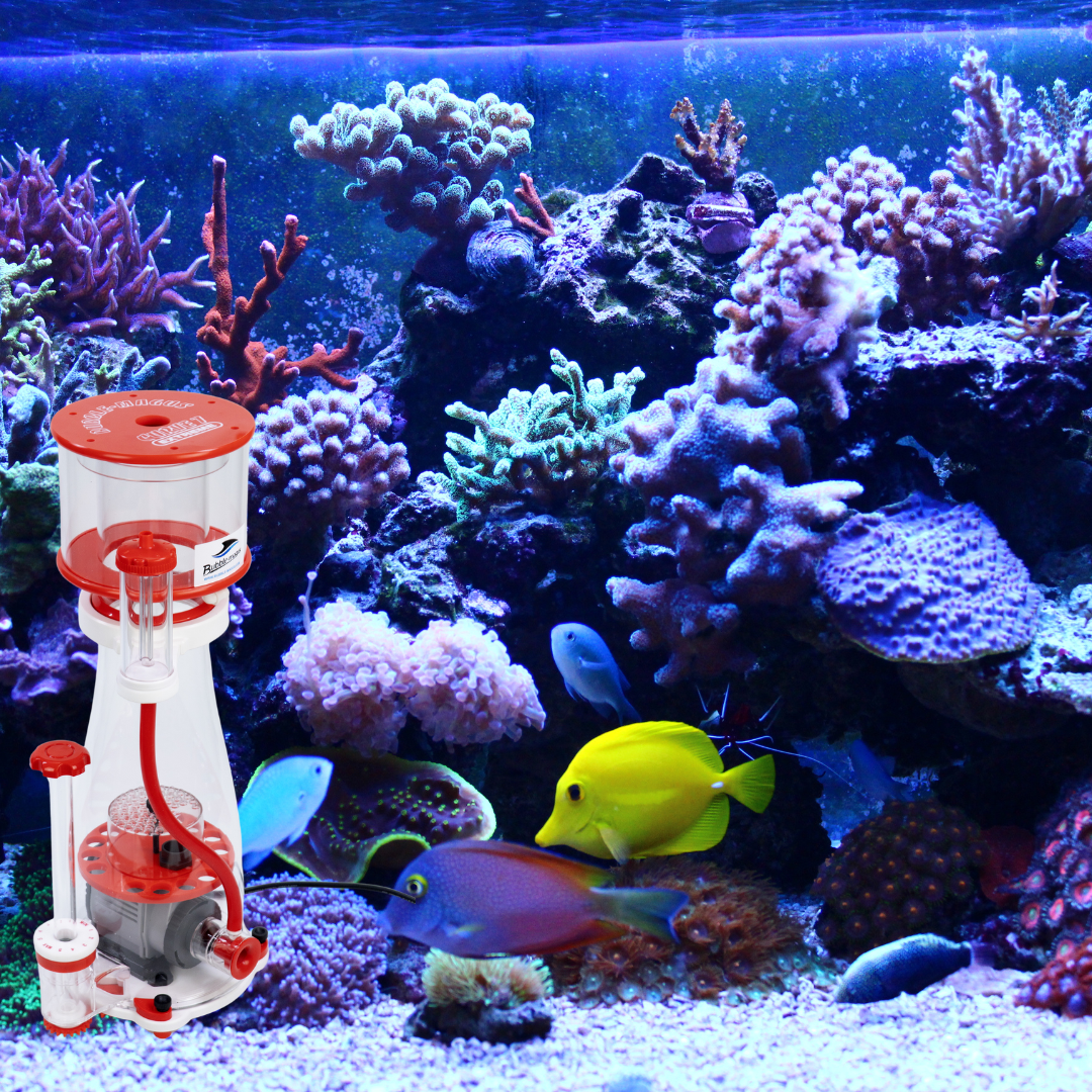 How to Maintain Water Quality in a Reef Tank: Best Practices for Salin