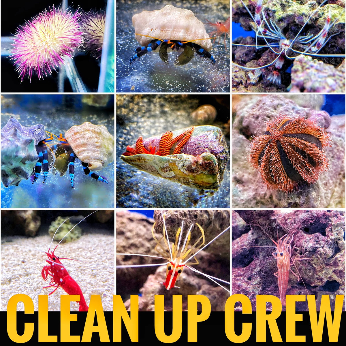 Picture Idea: The Benefits Of Adding Invertebrates To Your Reef Tank