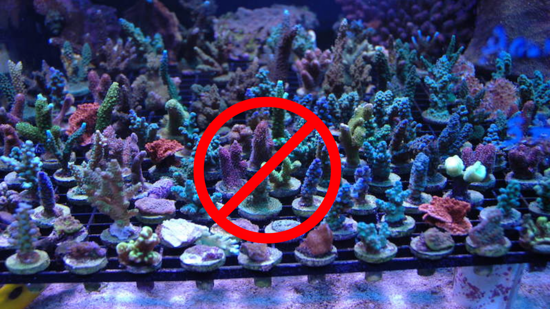 Top 5 Mistakes to Avoid When Caring for Corals