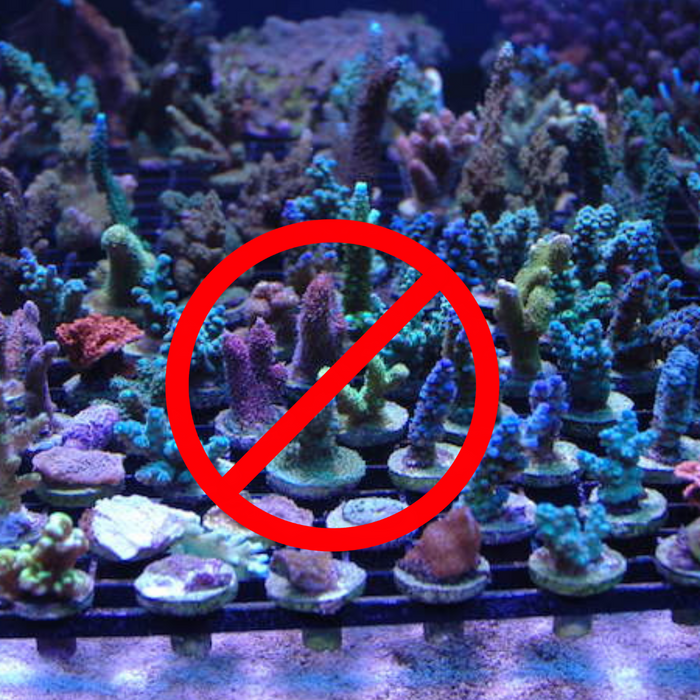 Top 5 Mistakes to Avoid When Caring for Corals