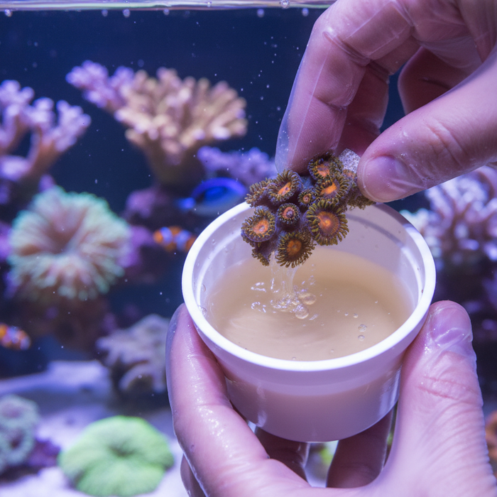 The Beginner's Guide to Coral Dipping: What, Why, and How