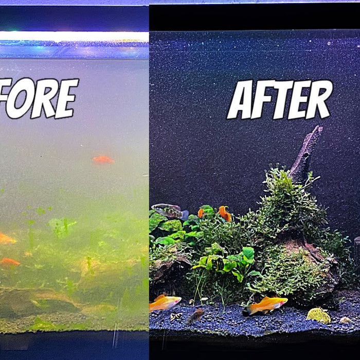 Essential Tips for Preventing and Controlling Algae in Your Reef Tank