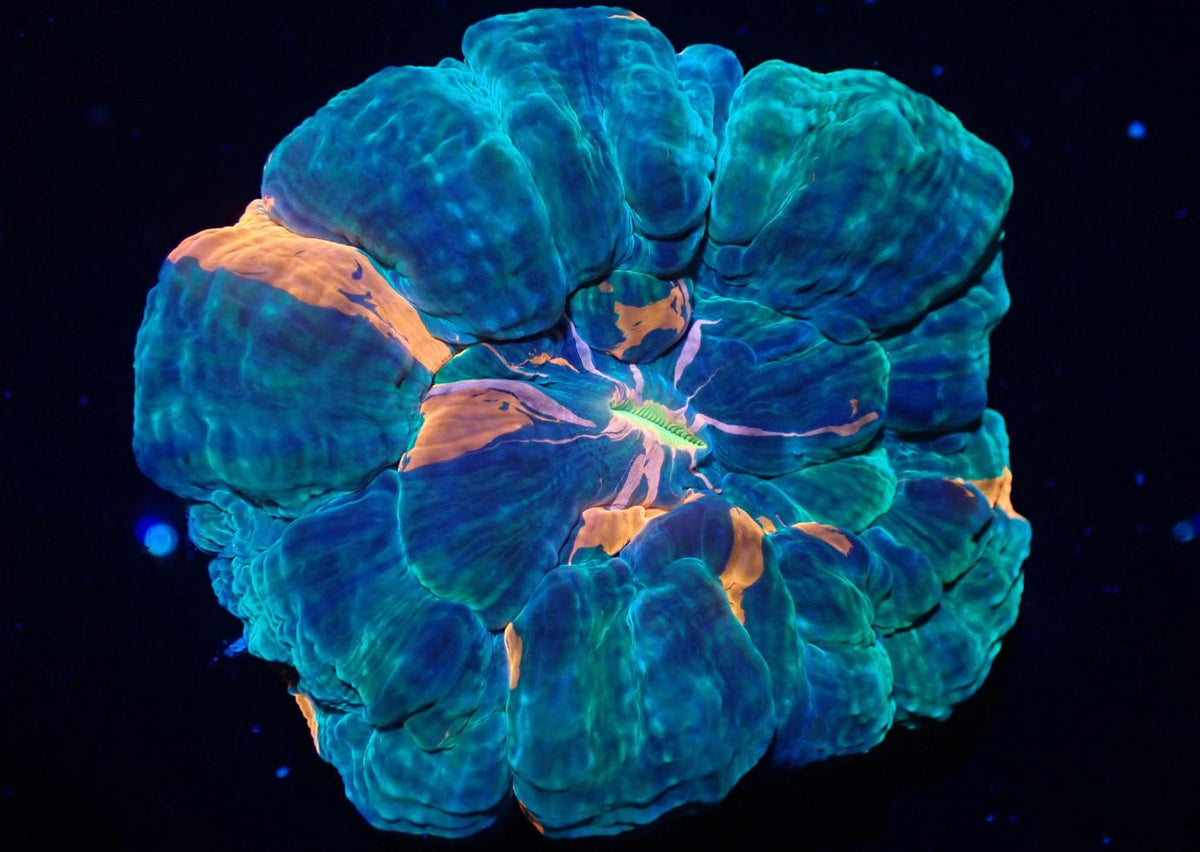 Enhance Your Tank With LPS Corals | The Coral Shop - Buy Now