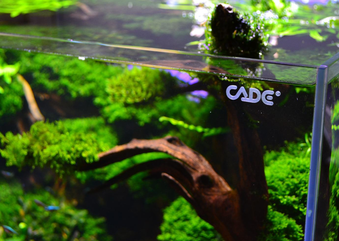 Cade Aquariums are beautifully designed 'state of the art' freshwater and saltwater Aquarium systems.