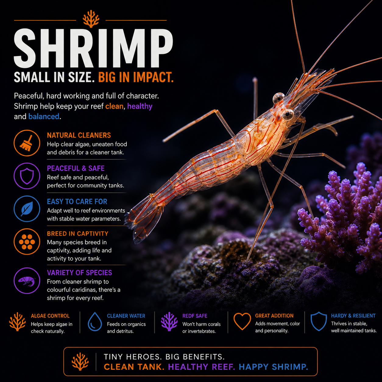 Shrimp