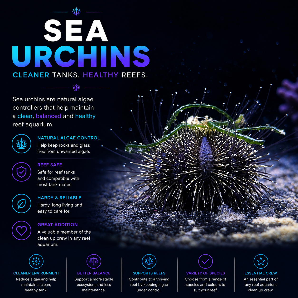 Sea Urchin