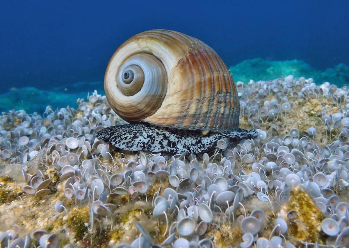 Buy Marine Invertebrates Online - The Coral Shop