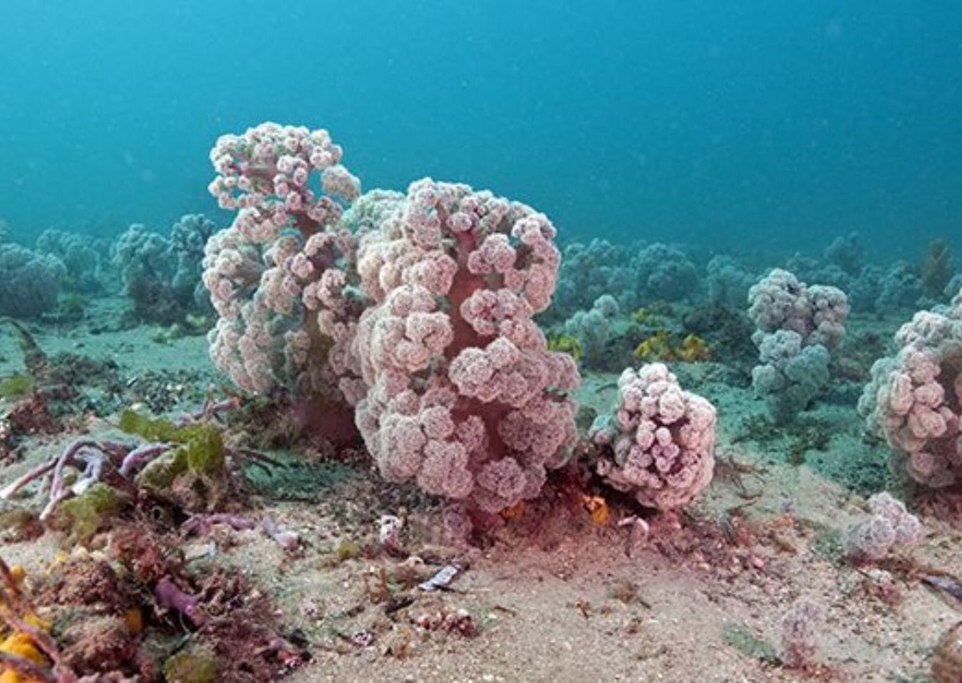 Soft corals, like sea fingers and sea whips, are soft and bendable and often resemble plants or trees.