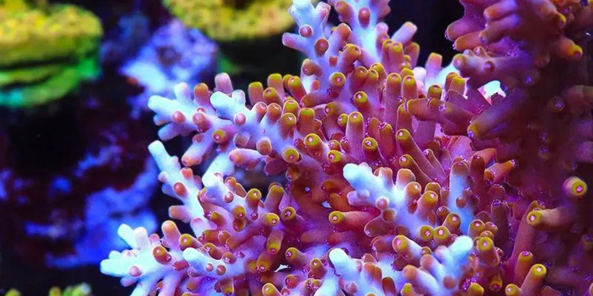 Shop the Finest SPS Coral Online The Coral Shop