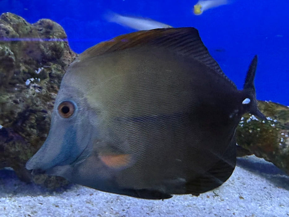 Blue Face Koi Tang