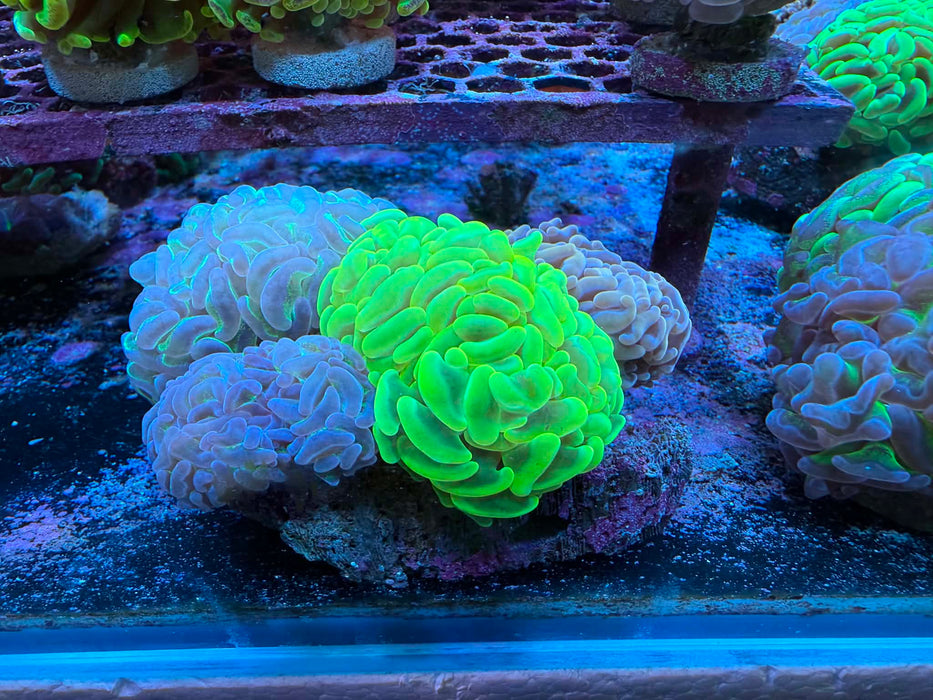 Hammer Garden