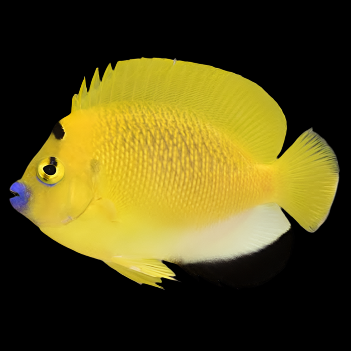 FlagFin Angelfish