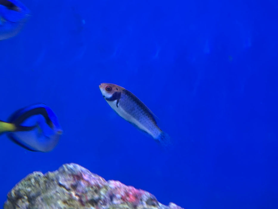 Solorensis Red-Eye Wrasse