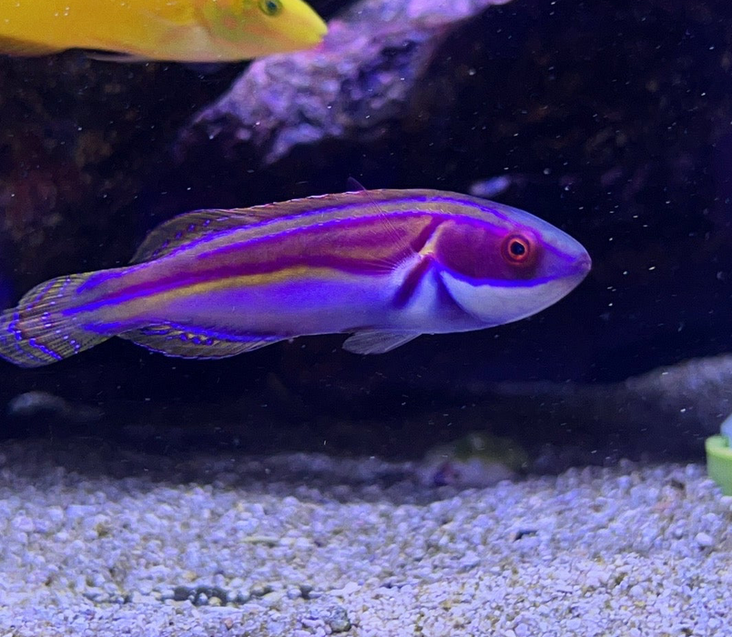 Laboutei Fairy Wrasse