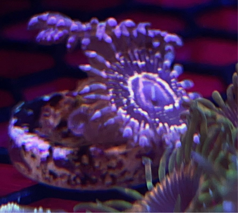 Stratosphere Zoa