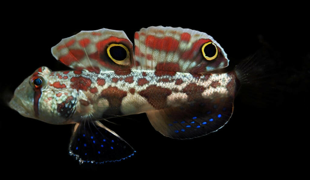 Two Spot Goby