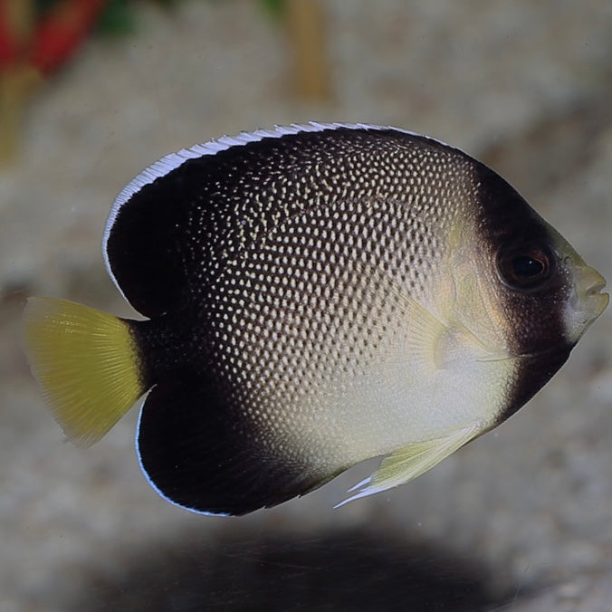 Cream Angelfish