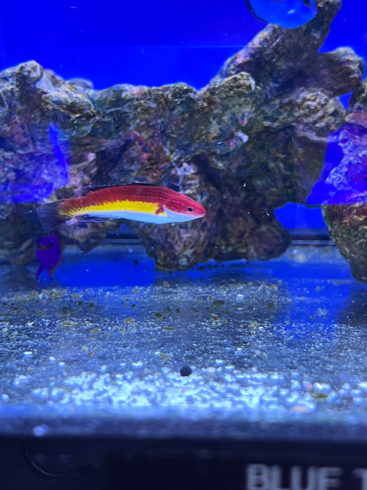 Naoko’s Shark-Fin Fairy Wrasse