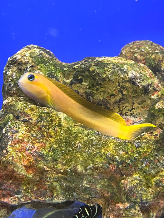 Golden Midas Blenny