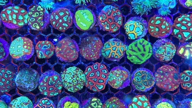 WYSIWYG War Coral Frags (multiples to choose from!)