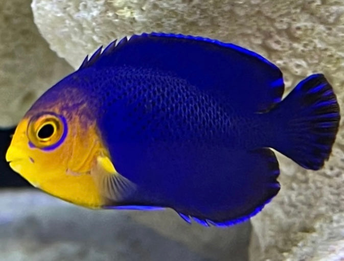 Cherub Angelfish