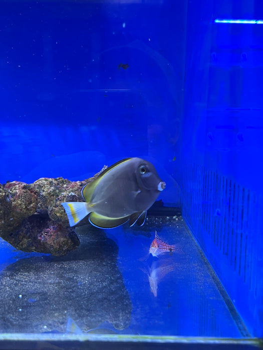 White Cheek Tang