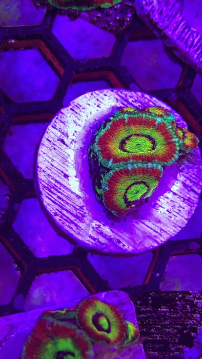 Holy Grail Acan Frag Small