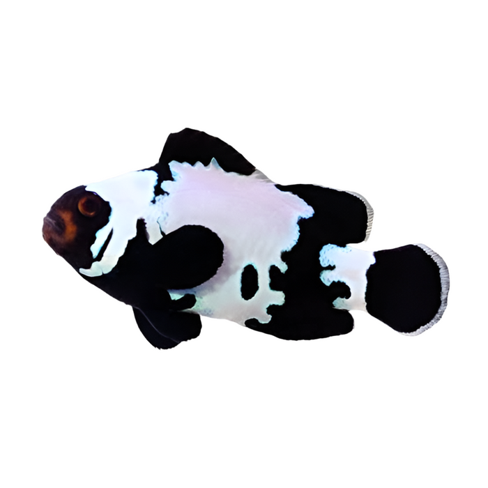 Black & White Snowflake Clownfish single