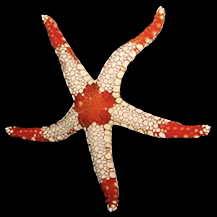 Elegant StarFish