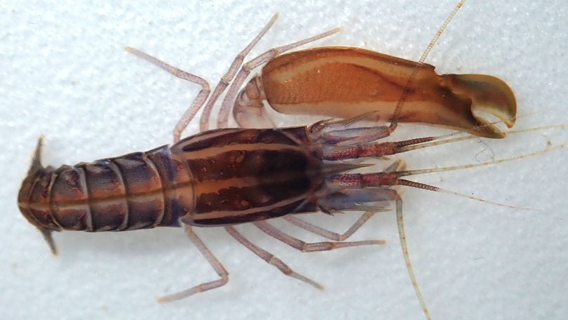 Pistol Shrimp