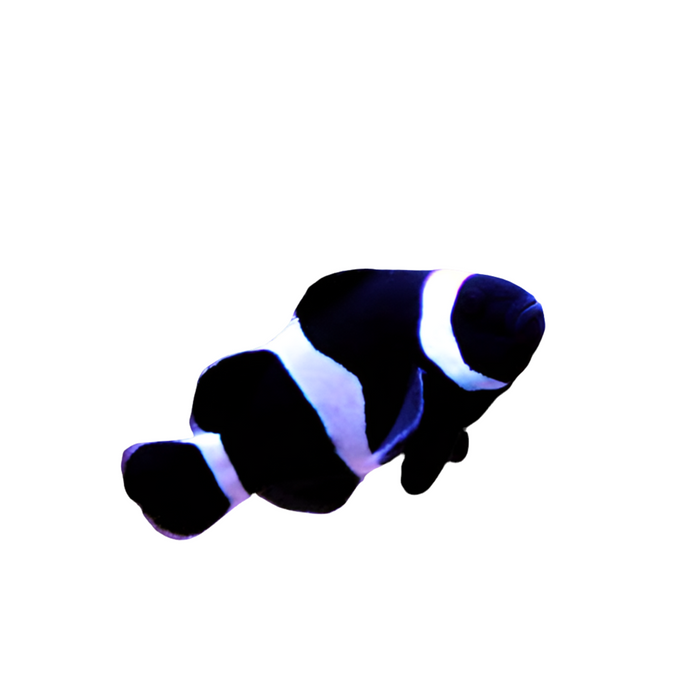 Black & White Misbar  Clownfish single