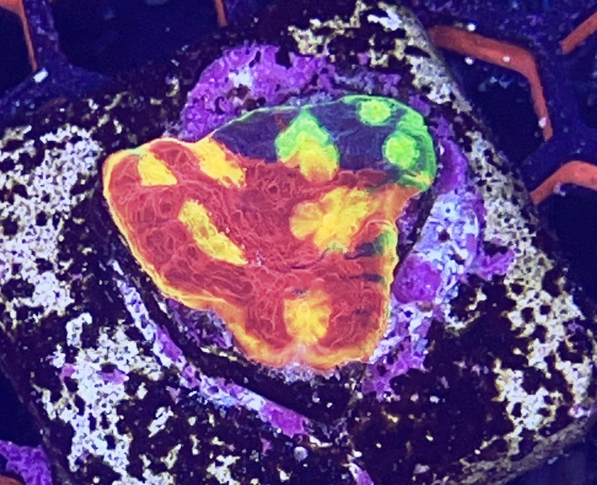 Jelly Bean Rainbow chalice Frag