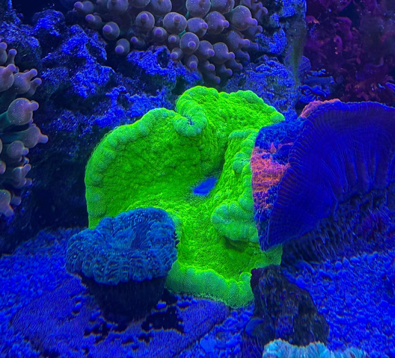 Fluro Green/Gold Haddon’s Carpet Anemone