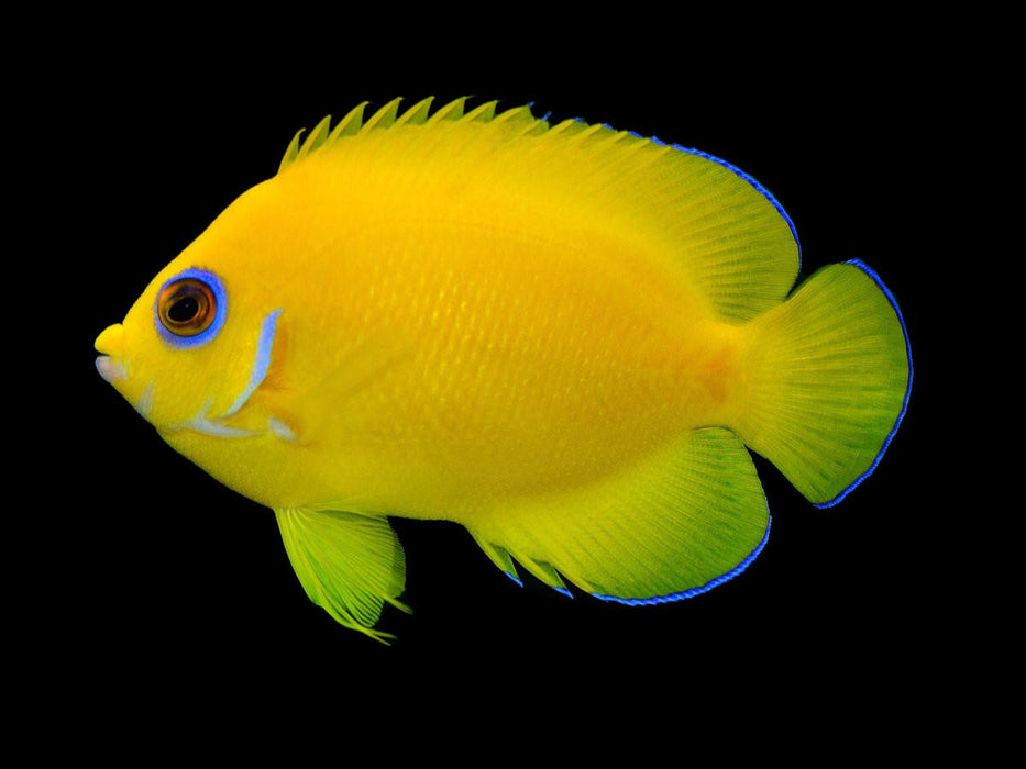 Lemon Peel Angelfish