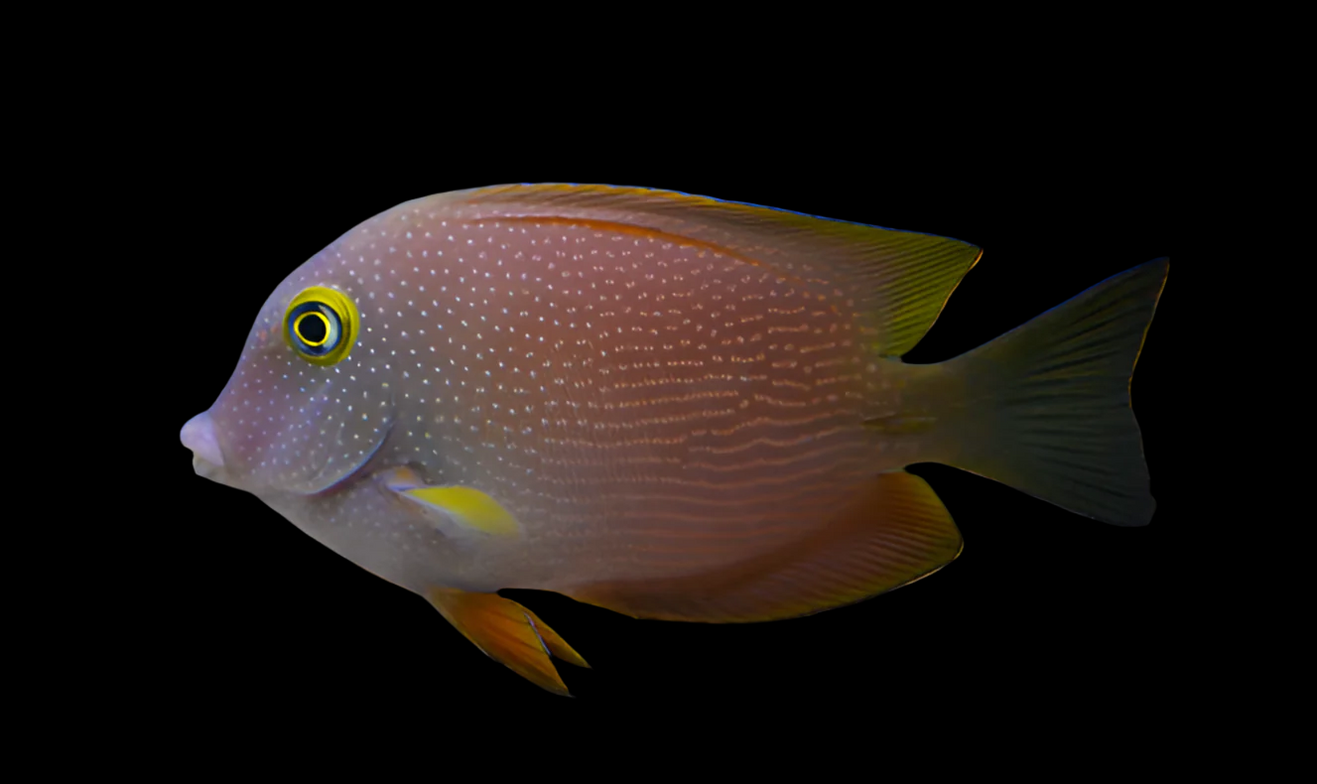Indian Yellow Eye Kole Tang