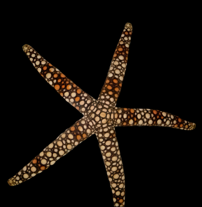 Pebble StarFish