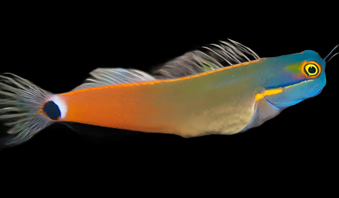 Tail Spot Blenny