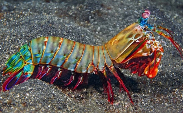 Rainbow Mantis Shrimp