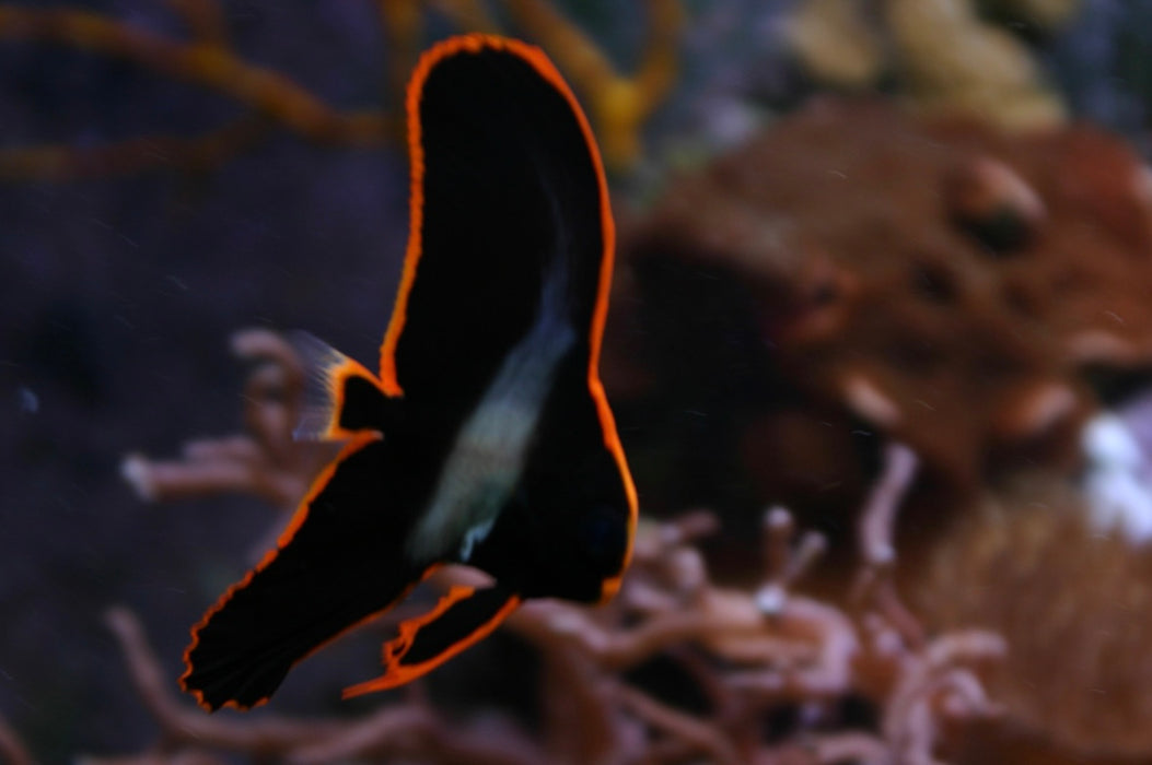 Pinnate  Batfish - Juvenile